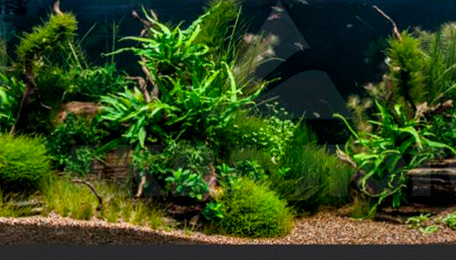 Голландский аквариум