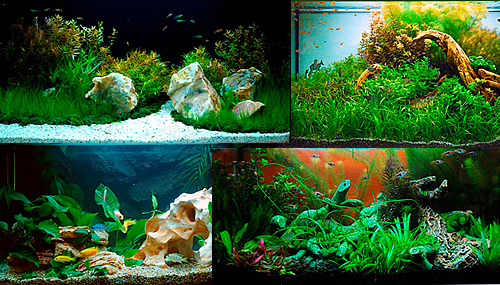 Конкурс аквариумного дизайна: взгляд из судейской ложи