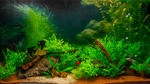 Как оформить аквариум: красивые идеи своими руками