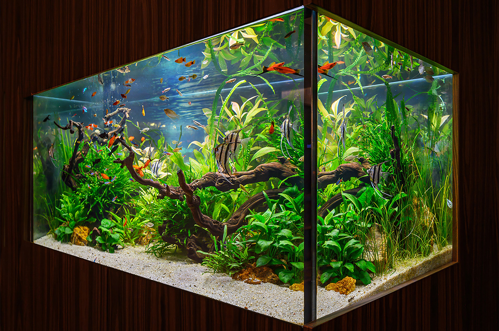 Как и где купить рыбок для аквариума?