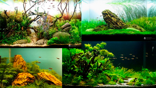 Конкурс дизайна растительных аквариумов стран СНГ 2010