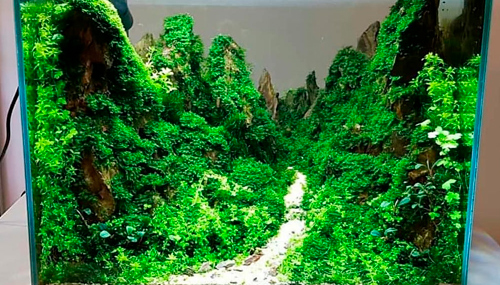 Цикл лекций о дизайне аквариума