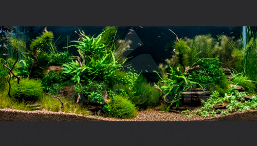 1.1 - По лугам и лесам…