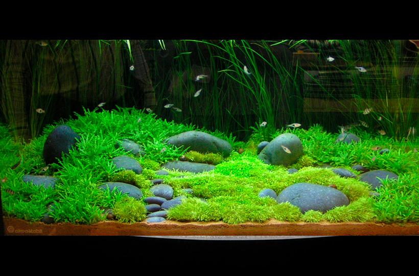 2.1 - Элементы. Из чего состоит композиция?