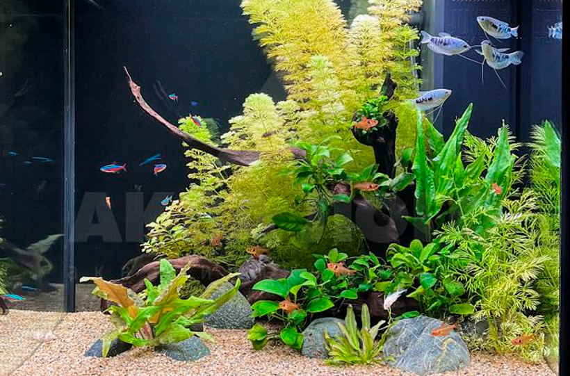 2.4 - Центр композиции. Золотое сечение.