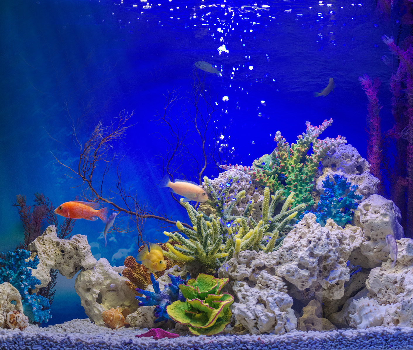 Общий аквариум (с рыбами из разных биотопов)
