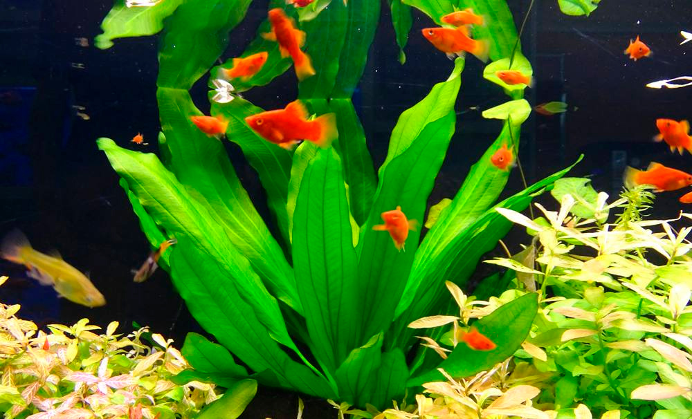 Почему в одном аквариуме кристально чистая вода, а в другом вода мутная?