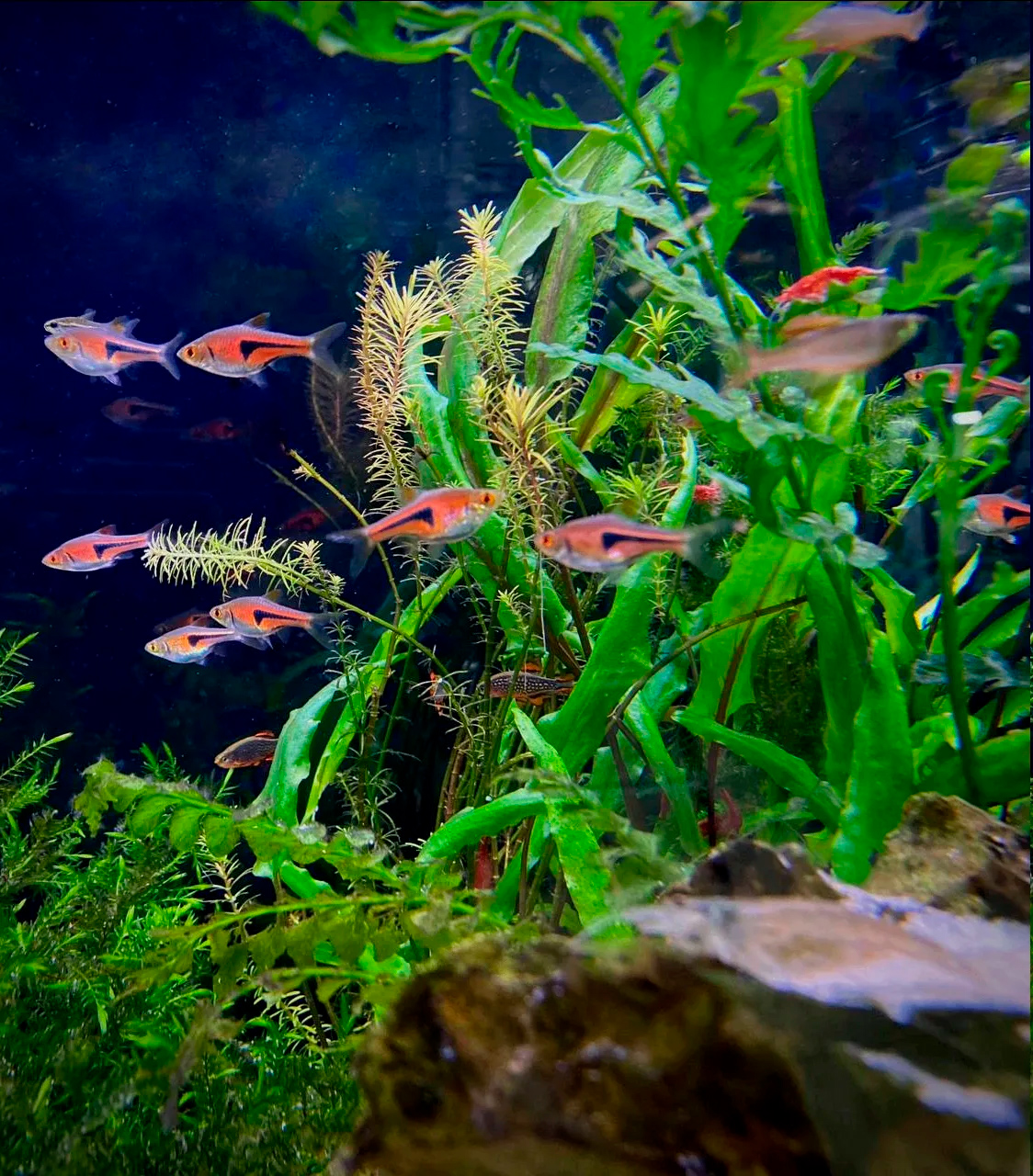 При установленном биологическом равновесии аквариум сохраняется чистым даже при минимальном уходе