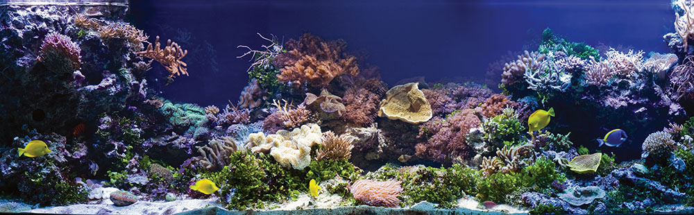 Рифовый аквариум