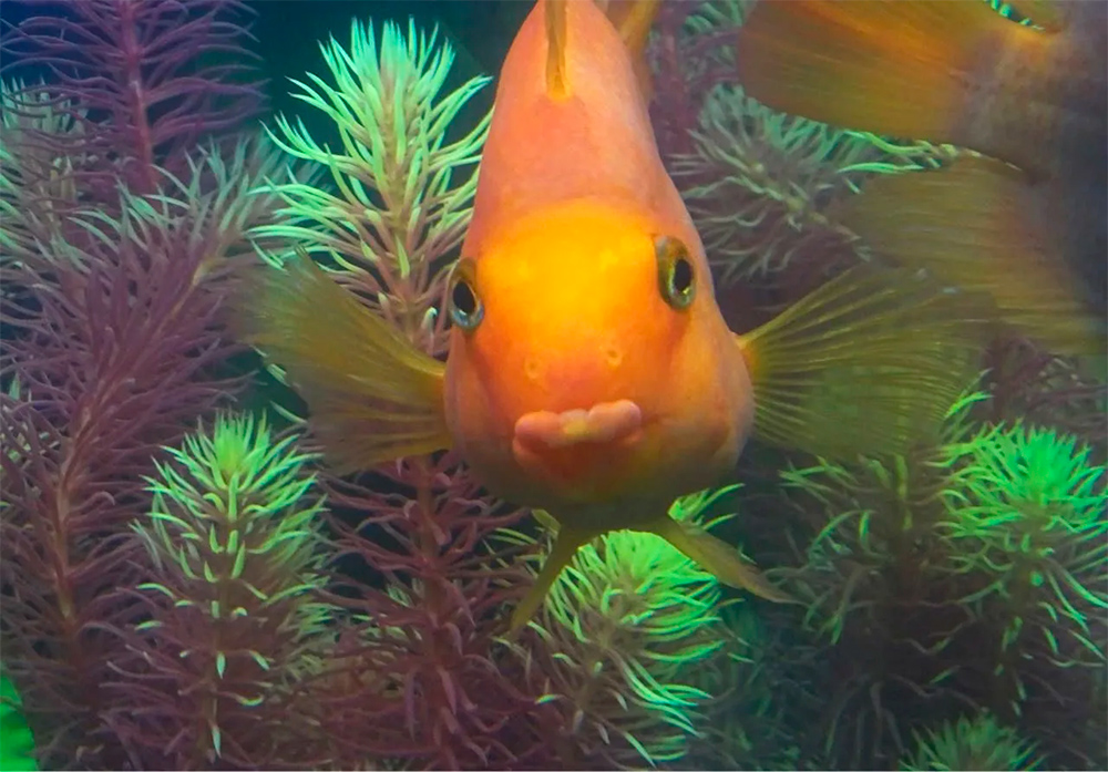 Рыба попугай