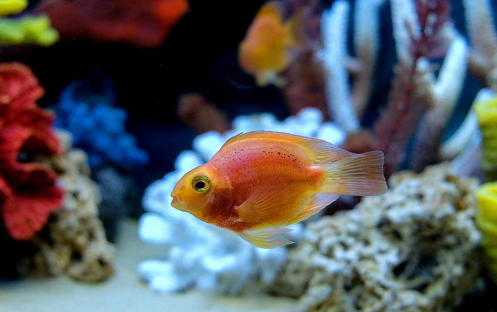 10 самых популярных рыбок для аквариума в стиле Псевдоморе