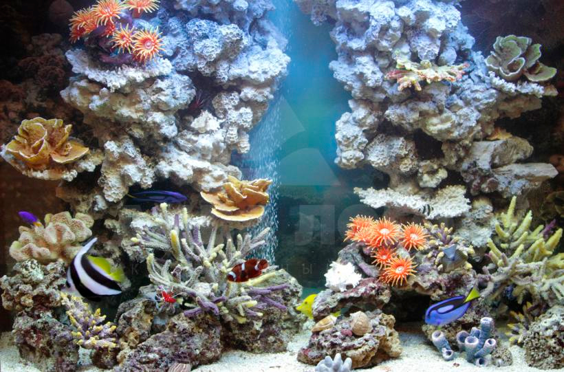 Способы оформления морского аквариума