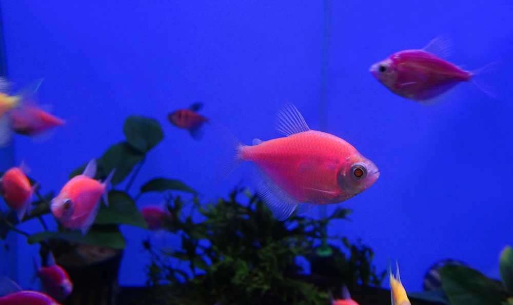 Топ 10 самых популярных флюоресцентных рыб