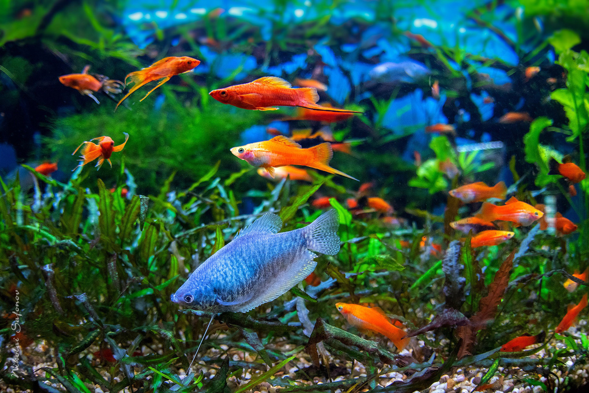 Топ 10 самых популярных живородящих рыб