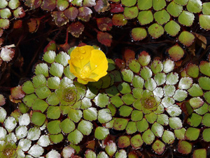 Ludwigia sedoides