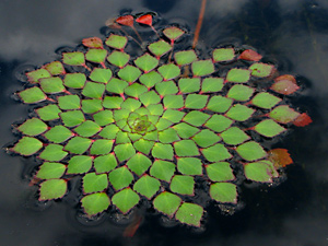 Ludwigia sedoides