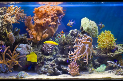 Морской аквариум в вопросах и ответах