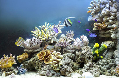 Типы морских аквариумов