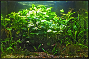 Растения для медленного аквариума