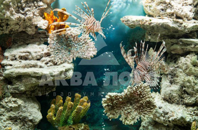 Аквариум с кораллами и крылатками