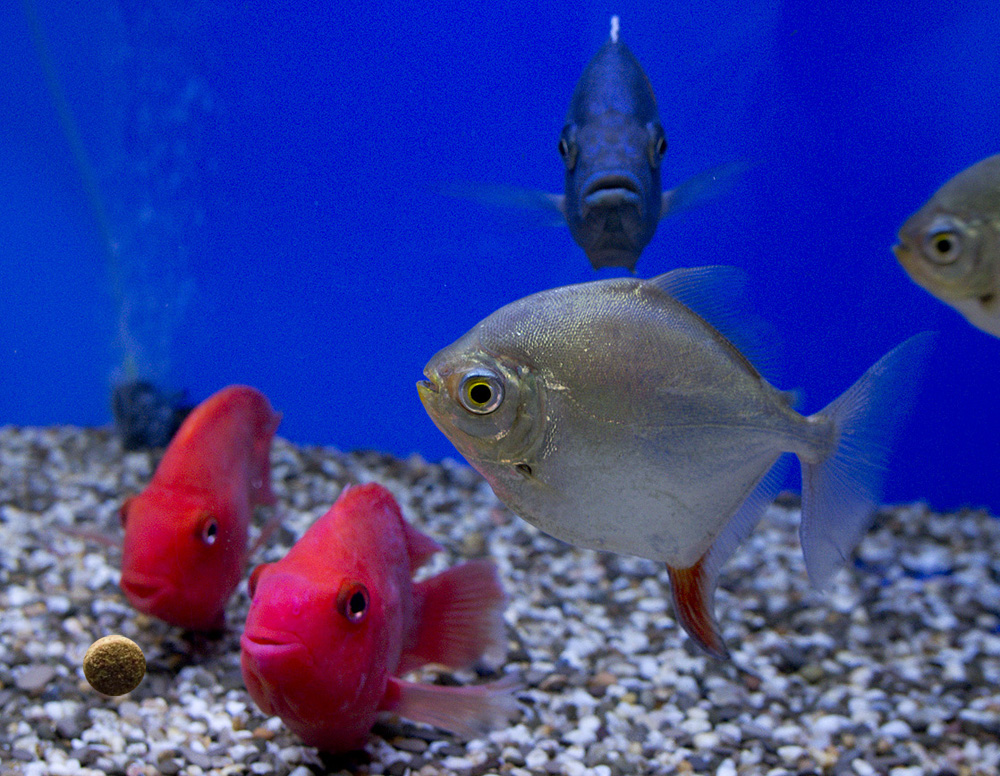 Теоретические основы питания аквариумных рыб
