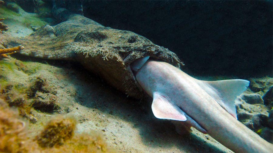 Воббегонг заглатывает бамбуковую акулу