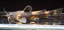 Akysis fontaneus