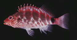 Cirrhitops mascarenensis