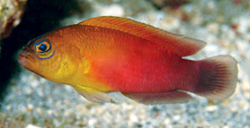 Pseudochromis matahari