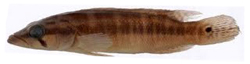 Crenicichla mandelburgeri