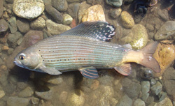 Thymallus svetovidovi