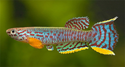 Aphyosemion campomaanense