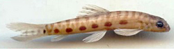 Nemacheilus stigmofasciatus