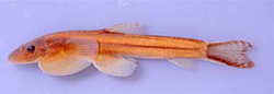 Hemimyzon sheni