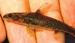 Nannocharax usongo