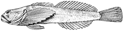 Cottus sabaudicus