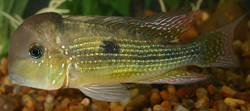 Gymnogeophagus tiraparae