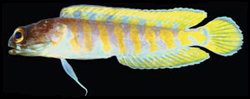 Opistognathus randalli