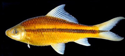 Osteochilus flavicauda