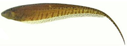 Brachyhypopomus gauderio