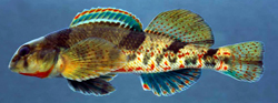 Etheostoma erythrozonum