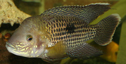 Andinoacara rivulatus