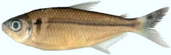 Astyanax ajuricaba