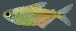 Astyanax vermilion