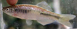 Devario anomalus