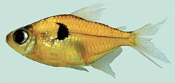 Hemigrammus arua