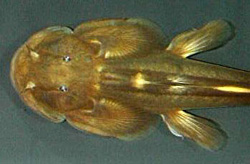 Oreoglanis