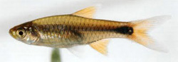 Rasbora lacrimula