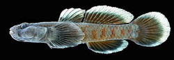 Rhinogobius zhoui