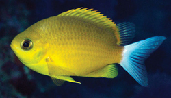 Chromis albicauda